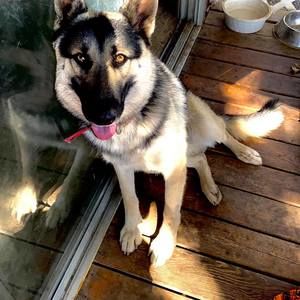 Meet your Posher, Roy